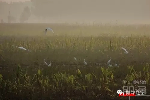 連日來(lái)，一群約有40只的白鷺棲息在邯鄲廣平縣東張孟鄉(xiāng)附近的一片玉米田地里。時(shí)而戲耍，時(shí)而自由自在地飛翔，它們描繪了一幅自然秀美的田園風(fēng)景。